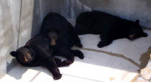 lazybearspic.jpg